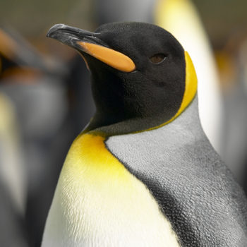 その他 [penguin] G155-2-350x350.jpg