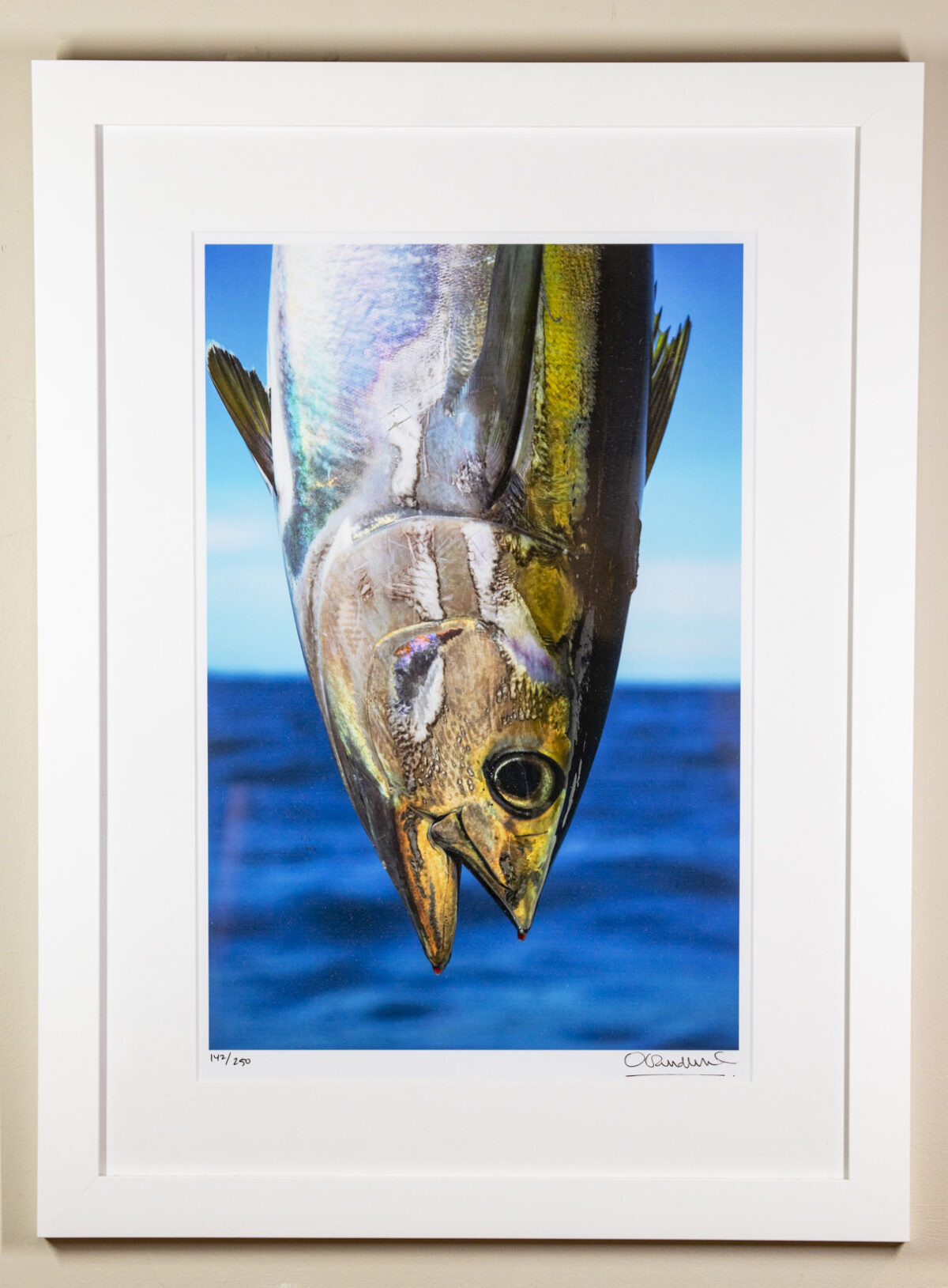 g189-yellow-fin-tuna-11-x-16-standard-white-frame-onne-van-der-wal