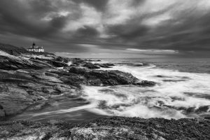 G381 - Beavertail Black and White - 11" x 16" Unframed Limited Edition Print